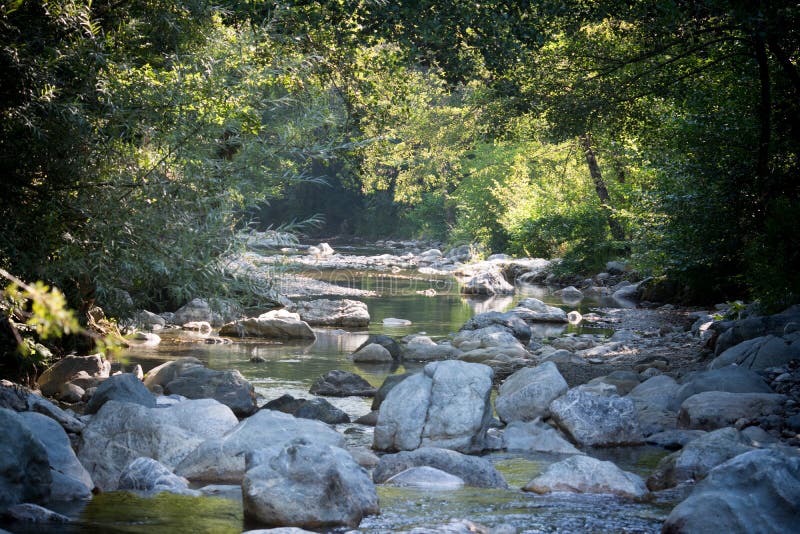 Uma angra nas madeiras imagens de stock