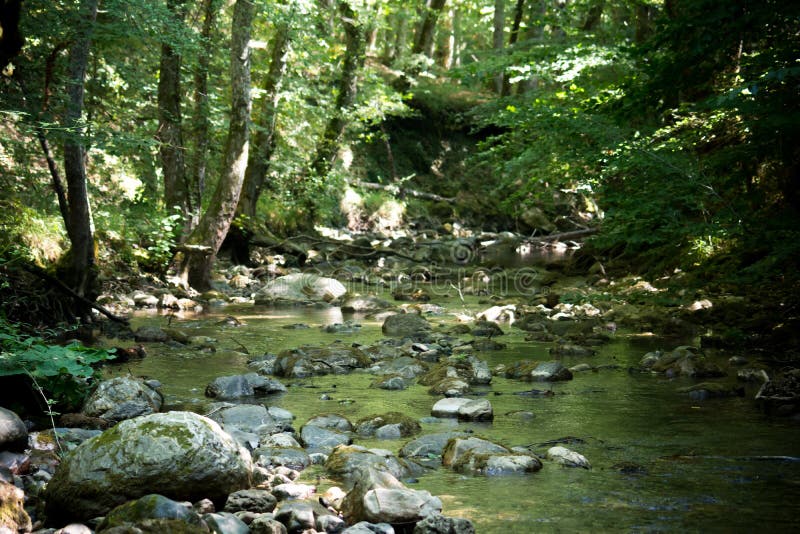 Um riacho na floresta imagem de stock
