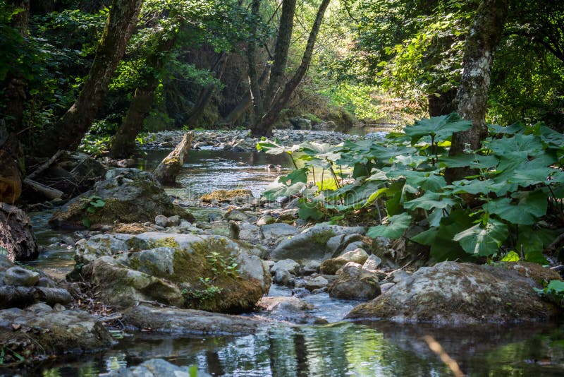 Uma angra nas madeiras fotografia de stock
