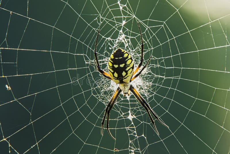 Uma aranha de jardim