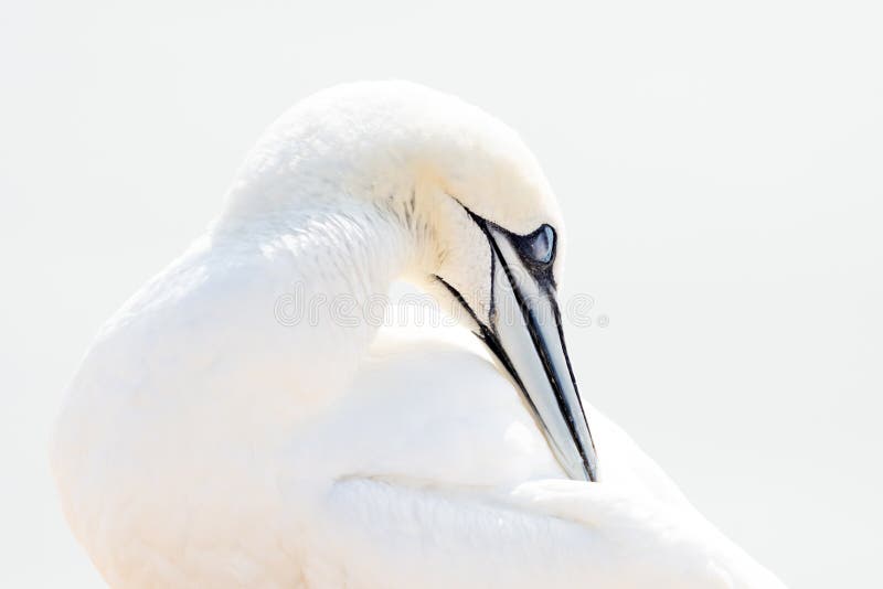 Uma ave selvagem no meio selvagem, Norte do Gannet, na ilha de Helgoland, no Mar do Norte, na Alemanha Em chave alta