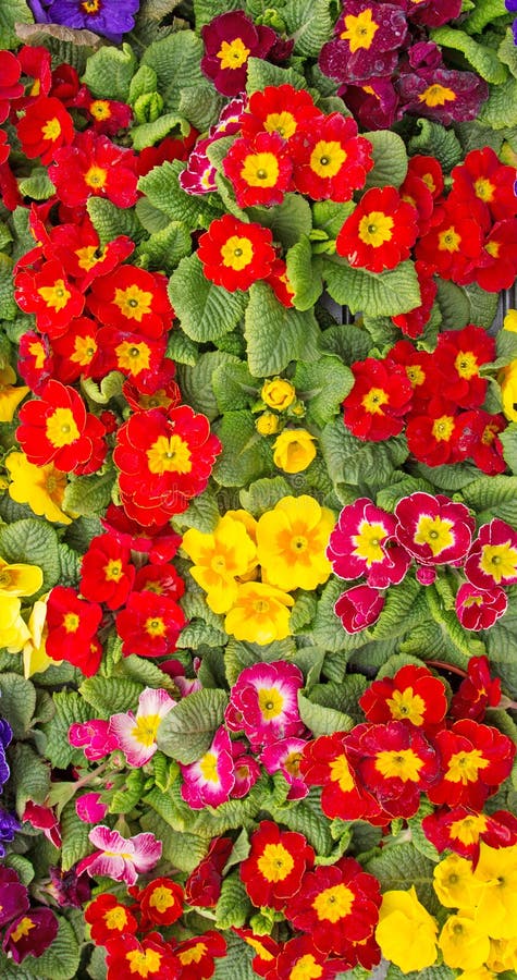 Uma bandeja colorida de flores da prímula foto de stock