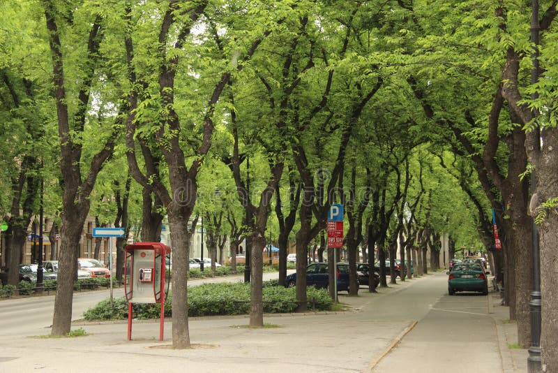 Uma bela rua com árvores na subótica no norte da sérvia