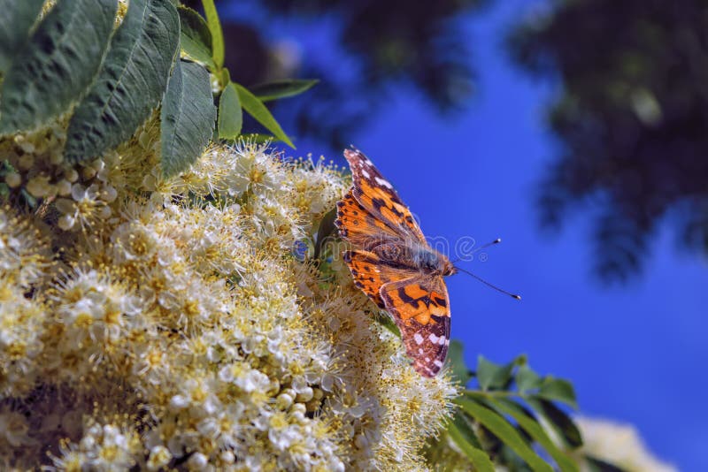 Uma borboleta em um close-up de floresc?ncia do ramo de Rowan foto de stock Uma borboleta em um close-up de floresc?ncia do ramo de Rowan foto de stock