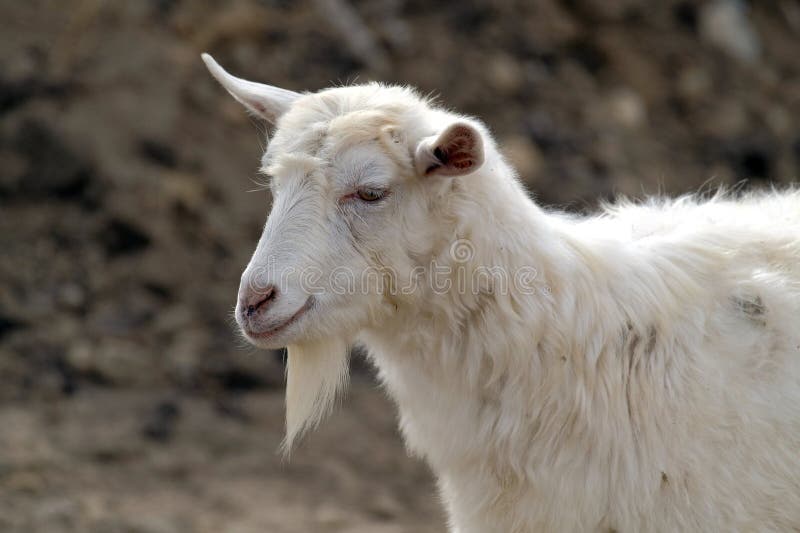 Uma cabra branca engraçada com barba está pastando em um campo. armário de cabras. criação de cabras. agricultura e animais imagens de stock