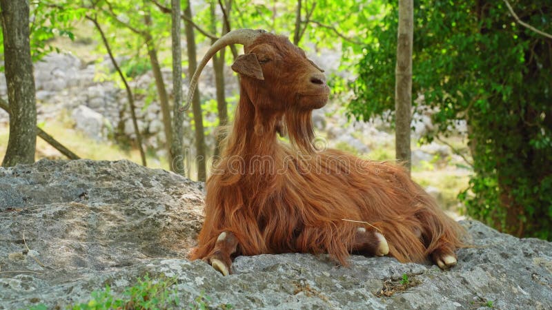 Uma cabra marrom deita em uma pedra grande e masca grama olhando para a natureza. encerramento do gado