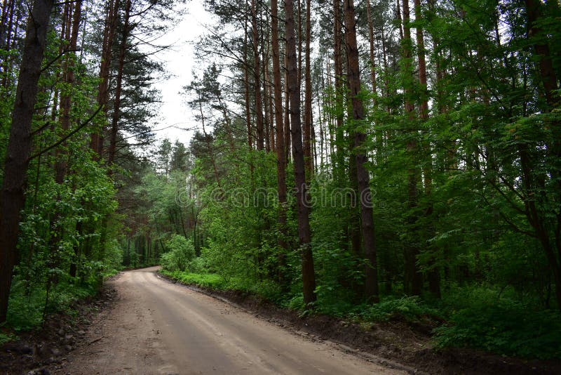 Uma caminhada em uma floresta do pinho carrega-o com as emoções positivas fotografia de stock Uma caminhada em uma floresta do pinho carrega-o com as emoções positivas fotografia de stock