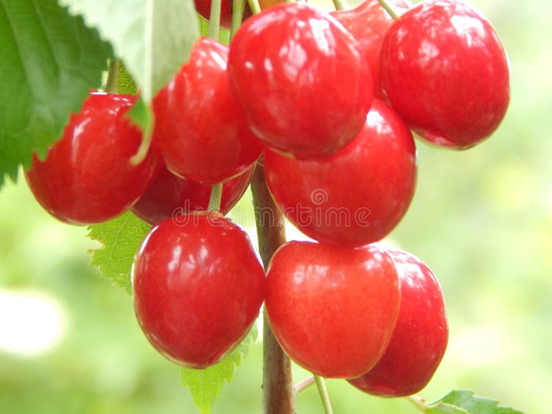 Uma cereja doce da grande, baga vermelha amadurecida e operacional