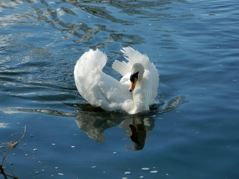 Uma cisne branca que desliza no rio Tamisa em Surrey