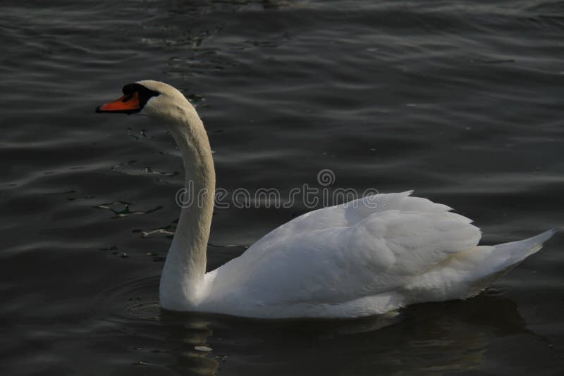 Uma cisne nova nada calmamente na água fotografia de stock Uma cisne nova nada calmamente na água fotografia de stock