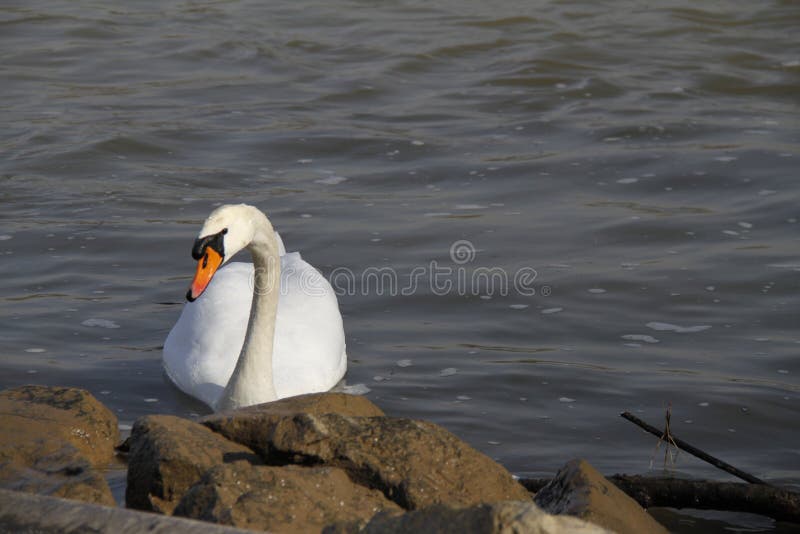 Uma cisne nova nada calmamente na água fotografia de stock Uma cisne nova nada calmamente na água fotografia de stock