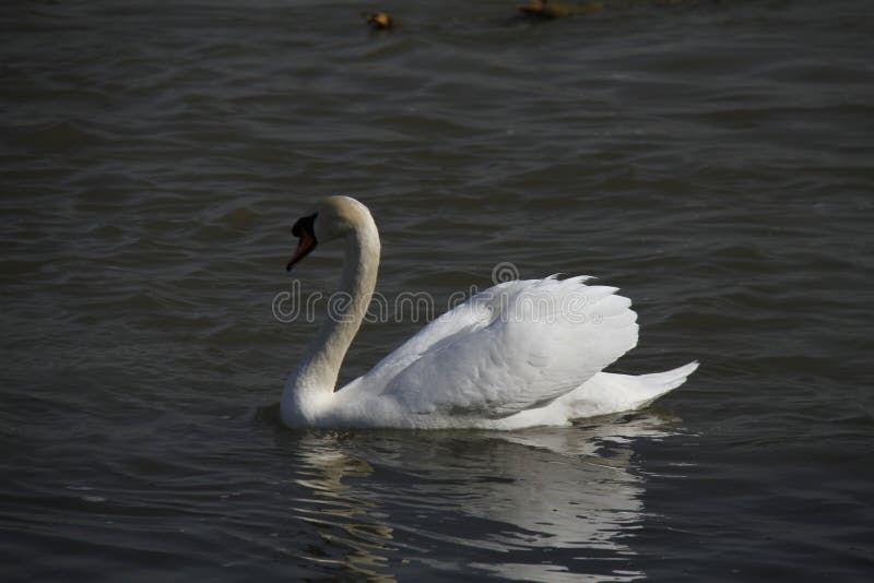 Uma cisne nova nada calmamente na água imagem de stock royalty free Uma cisne nova nada calmamente na água imagem de stock royalty free