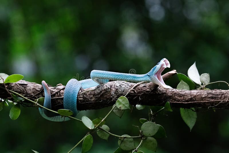 Foto Uma cobra azul sentada em um galho de árvore – Imagem de