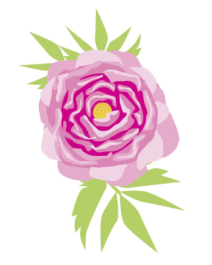 Quadro De Peões Sobre Fundo Branco. Flor Rosa De Pedônia Com Folhas.  Ilustração Stock - Ilustração de peônias, desenho: 240391312