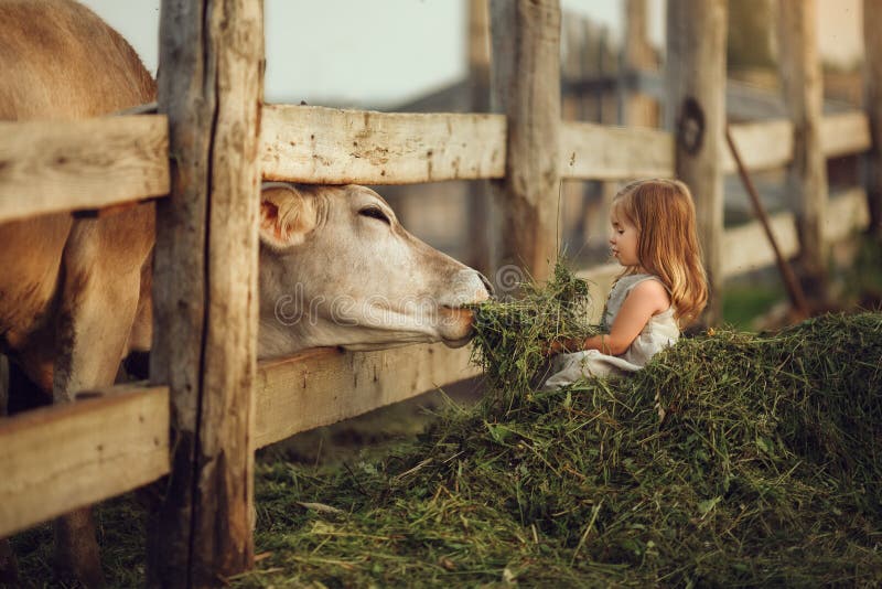 Uma criança pequena alimenta uma vaca com feno. imagem com efeitos de toning seletivos e ruídos de foco. Verão na exploração. uma