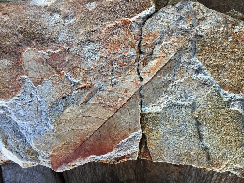 Uma cópia fossiled velha de uma folha em uma pedra imagem de stock Uma cópia fossiled velha de uma folha em uma pedra imagem de stock