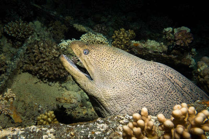 Uma enguia de moray gigante fotografia de stock Uma enguia de moray gigante fotografia de stock