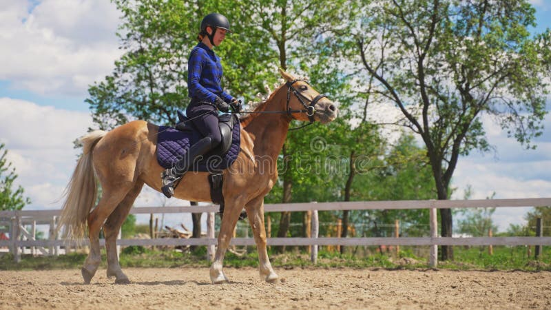 Loura-corda De Um Belo Cavalo Palomino Para a Competição De