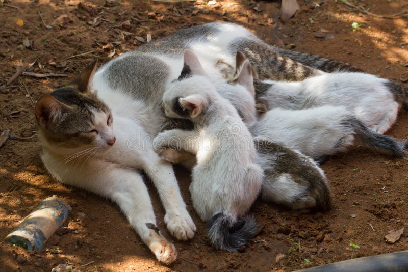 Uma família de gato feliz Gatinhos pequenos que procuram o leite fotos de stock Uma família de gato feliz Gatinhos pequenos que procuram o leite fotos de stock