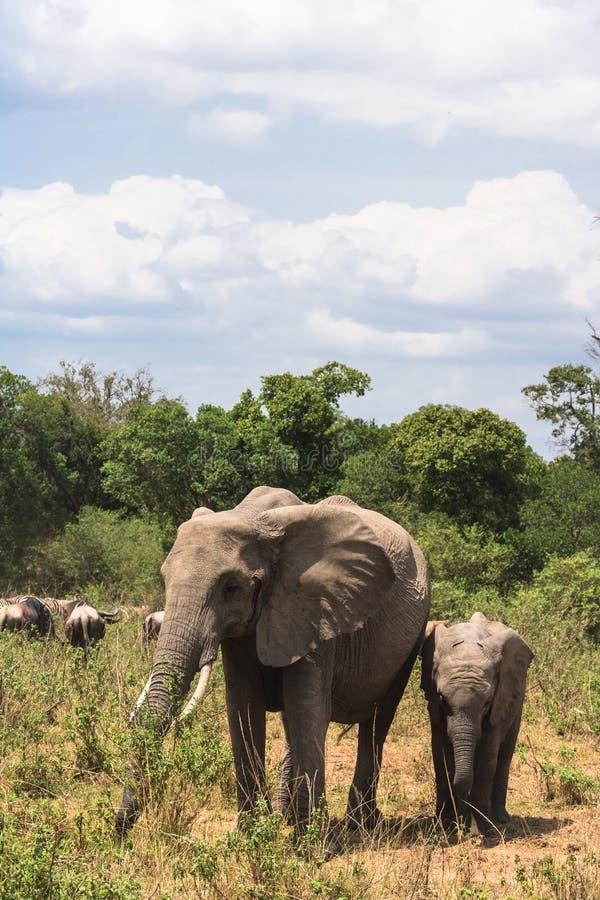 Uma família dos elefantes cruza a estrada Masai Mara, Kenya imagem de stock Uma família dos elefantes cruza a estrada Masai Mara, Kenya imagem de stock