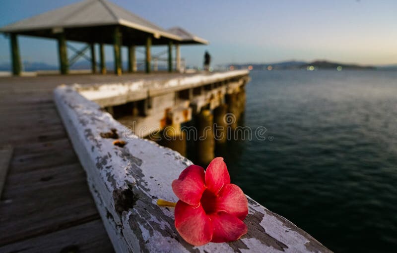 Uma flor bonita fotografia de stock royalty free Uma flor bonita fotografia de stock royalty free
