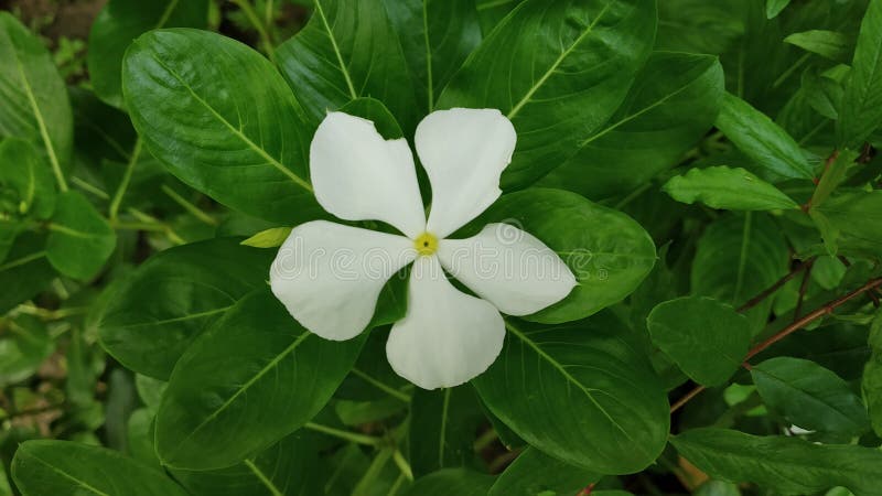 Uma flor branca imagens de stock royalty free Uma flor branca imagens de stock royalty free