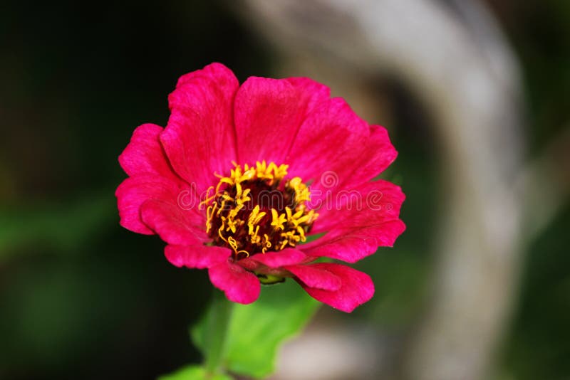 Uma flor cor-de-rosa do Zinnia Fundo floral Zinnia comum Elegans do Zinnia Zinnia clássico Flores do jardim imagem de stock royalty free Uma flor cor-de-rosa do Zinnia Fundo floral Zinnia comum Elegans do Zinnia Zinnia clássico Flores do jardim imagem de stock royalty free