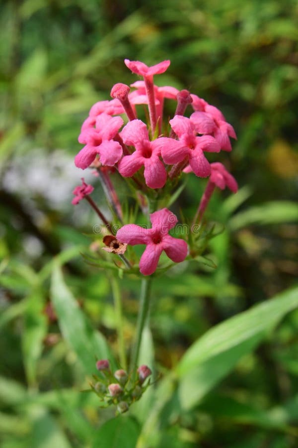 Uma Flor Cor-de-rosa Não Identificada Que Se Assemelhe à Flor De Ixora  Imagem de Stock - Imagem de naughty, tomada: 47520055