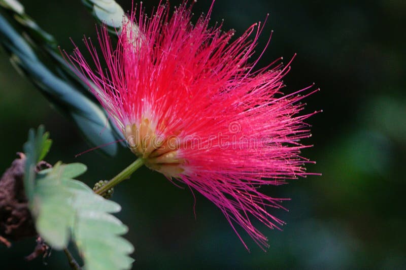 Uma Flor Da árvore De Seda Ou Da Mimosa Persa Foto de Stock - Imagem de  gêmeo, tamarindo: 106227348