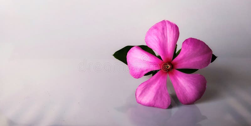Uma Flor De Jasmim Rosa Com Algum Reflexo Imagem de Stock - Imagem de  fundo, plantas: 234548251