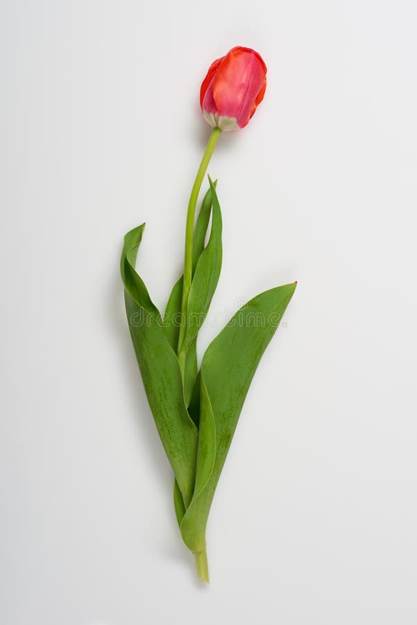Uma Flor Natural Da Tulipa No Fundo Branco - Conceito Do Amor E Do Feriado  Imagem de Stock - Imagem de conceito, alto: 114997461