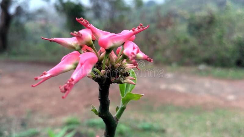 Uma flor vermelha despercebida bonita imagem de stock Uma flor vermelha despercebida bonita imagem de stock