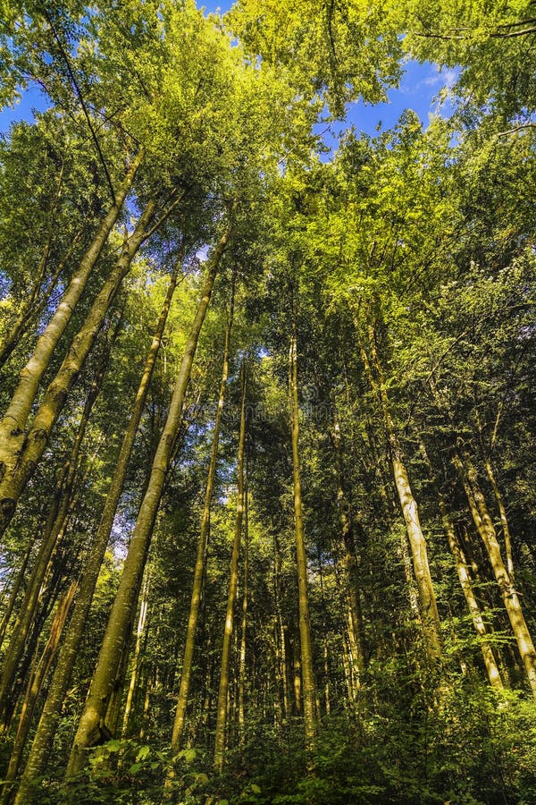 uma floresta com as árvores altas e verdes fotografia de stock uma floresta com as árvores altas e verdes fotografia de stock