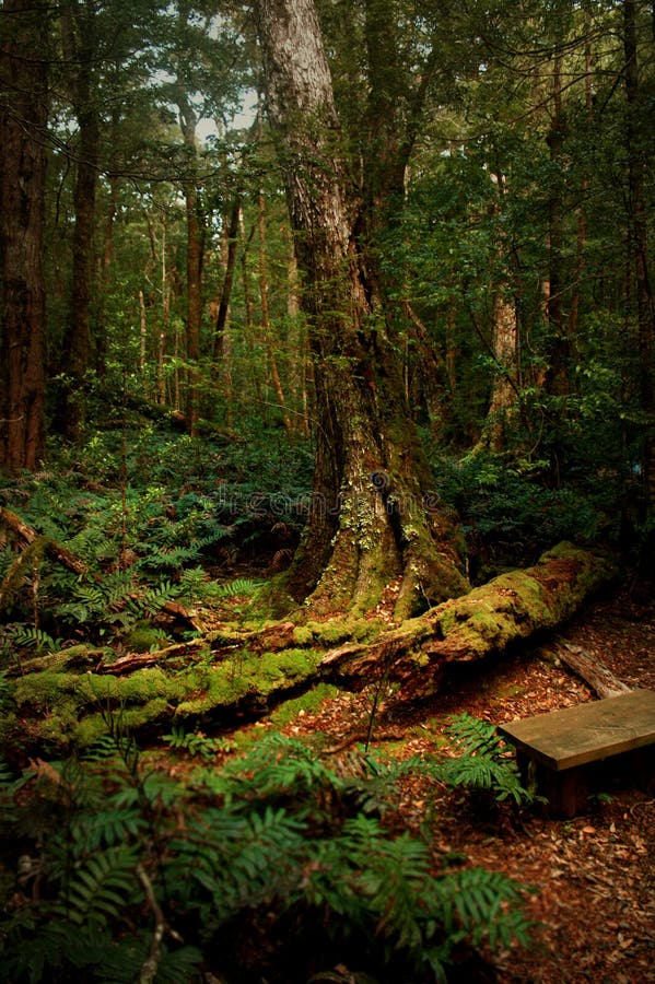 Uma floresta misteriosa foto de stock