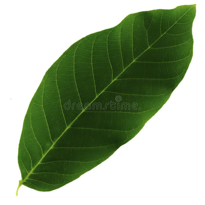 Uma folha verde de uma noz isolada em um fundo branco, o lado superior da folha foto de stock Uma folha verde de uma noz isolada em um fundo branco, o lado superior da folha foto de stock