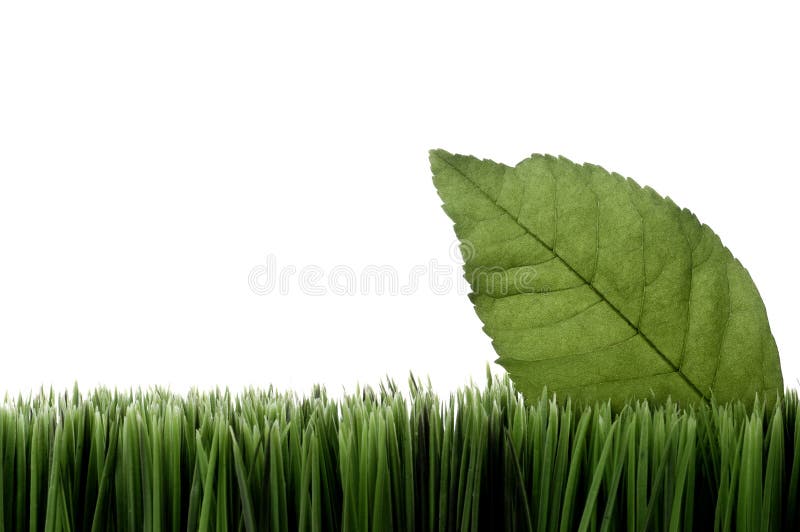 Uma folha verde sobre relva num fundo branco foto de stock royalty free