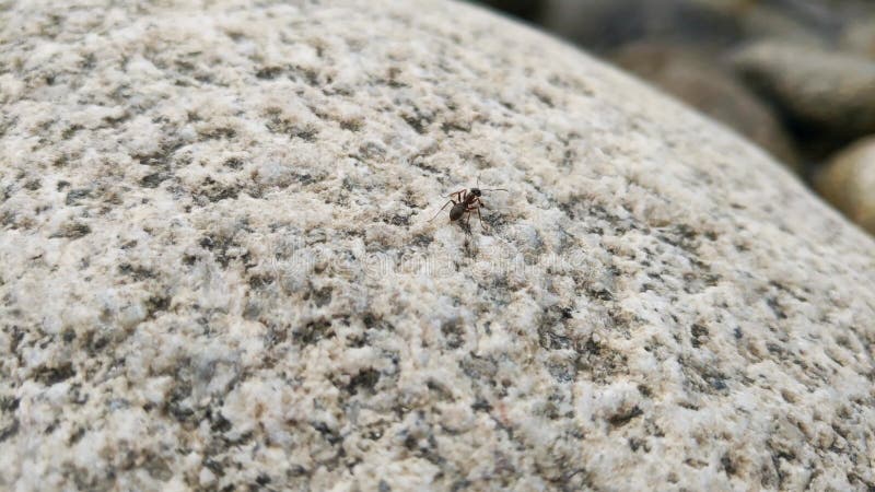 Uma formiga grande corre sobre a pedra