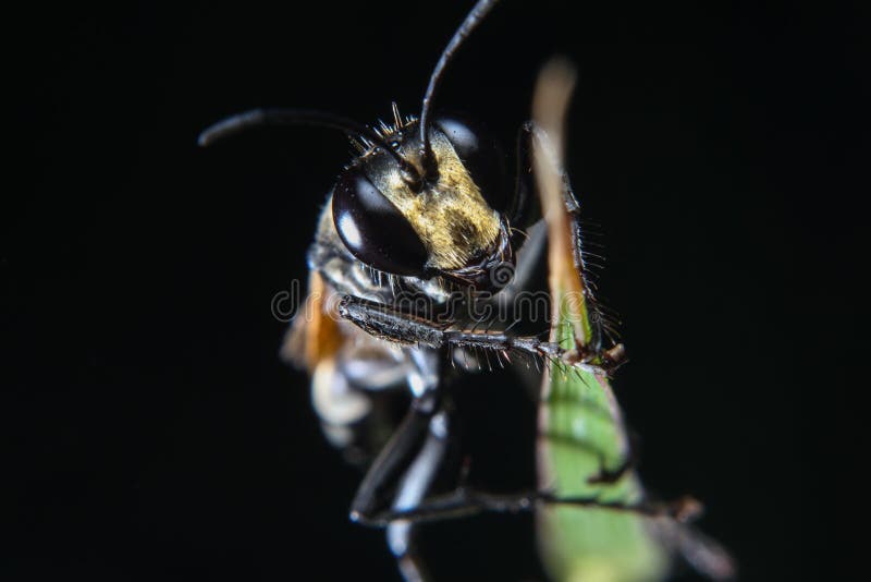 Uma foto macro do inseto da abelha preta na folha verde com fundo preto isolado fotografia de stock royalty free Uma foto macro do inseto da abelha preta na folha verde com fundo preto isolado fotografia de stock royalty free