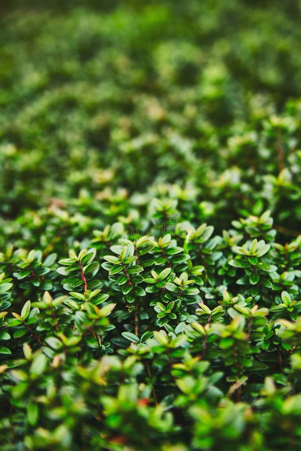 Uma fotografia macro de uma planta com as folhas brilhantes pequenas é similar aos verdes suculentos coloridos de uma floresta le fotos de stock Uma fotografia macro de uma planta com as folhas brilhantes pequenas é similar aos verdes suculentos coloridos de uma floresta le fotos de stock