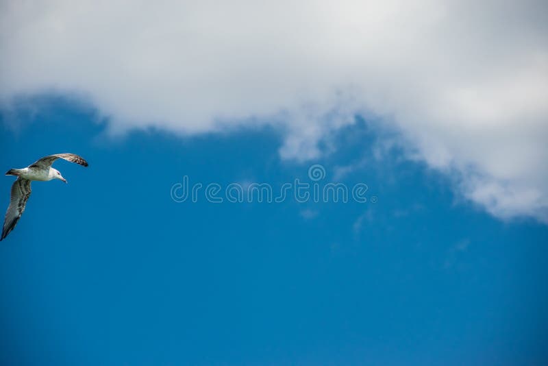 Uma gaivota, batendo suas asas foto de stock royalty free Uma gaivota, batendo suas asas foto de stock royalty free