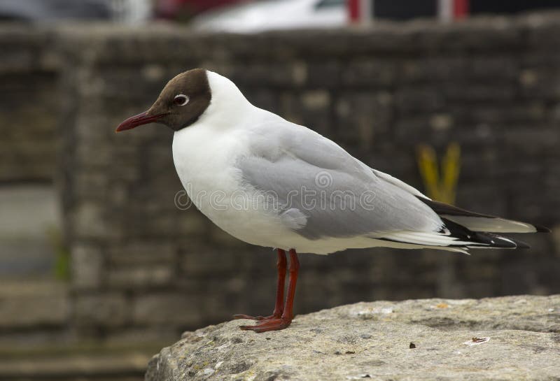 Uma gaivota de cabeça negra comum com seus marcações distintivas e pés vermelhos Esta espécie é muito comum em todas as partes do imagens de stock Uma gaivota de cabeça negra comum com seus marcações distintivas e pés vermelhos Esta espécie é muito comum em todas as partes do imagens de stock