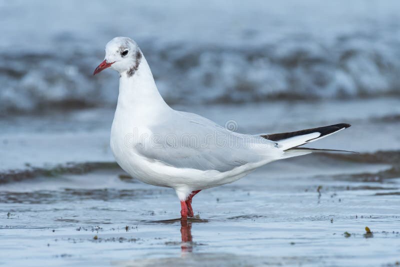 Uma gaivota de cabeça negra que anda através da água na praia fotografia de stock Uma gaivota de cabeça negra que anda através da água na praia fotografia de stock