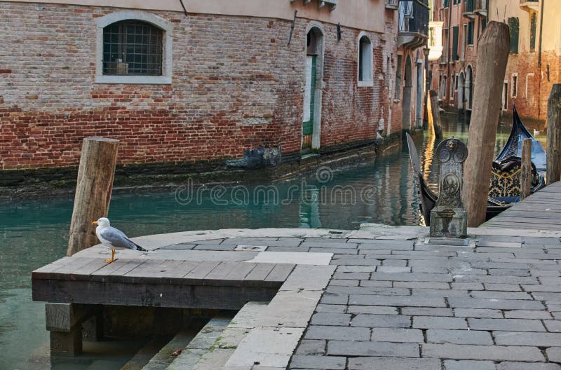 A seagull on the Venetian canal on a sunny winter day with a glimpse of the Venetian houses, water canal and a typical Gondola. A seagull on the Venetian canal on a sunny winter day with a glimpse of the Venetian houses, water canal and a typical Gondola.