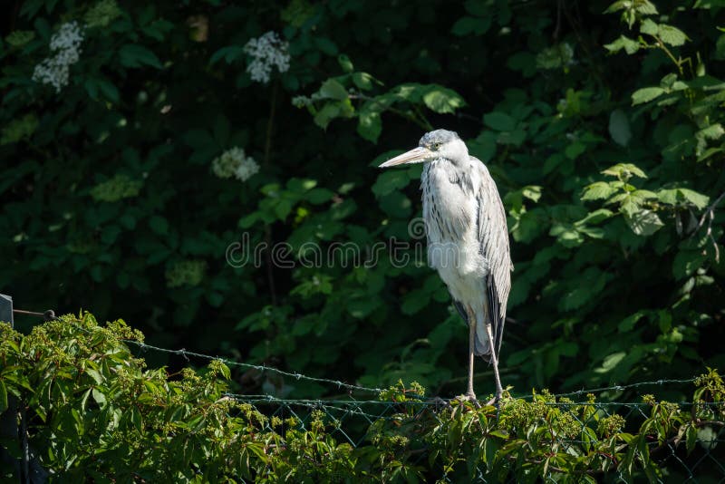 Uma garça-real cinzenta que está em uma cerca imagens de stock royalty free Uma garça-real cinzenta que está em uma cerca imagens de stock royalty free