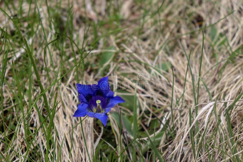 Uma genciana real e bonita o selvagem fotografia de stock Uma genciana real e bonita o selvagem fotografia de stock