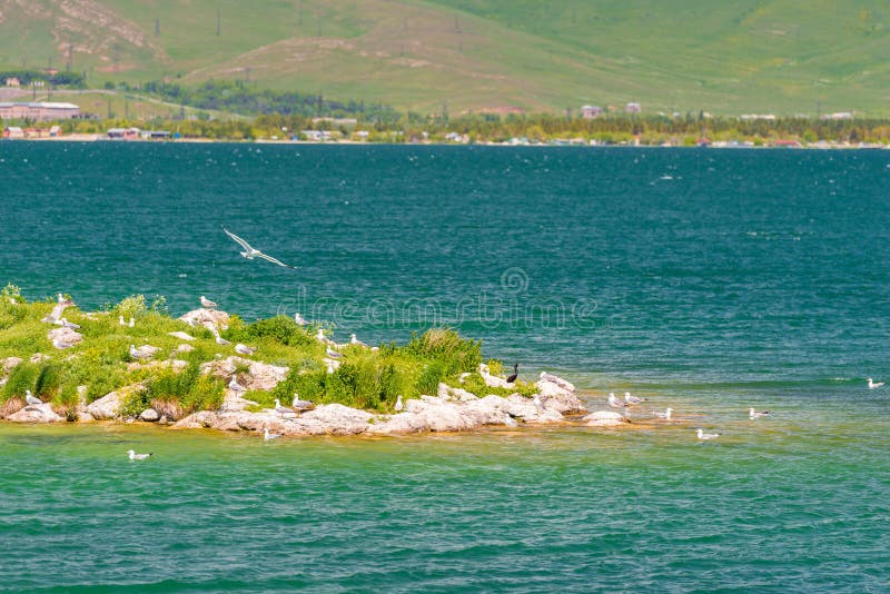 Uma ilha pequena na doca do lago para gaivotas foto de stock Uma ilha pequena na doca do lago para gaivotas foto de stock
