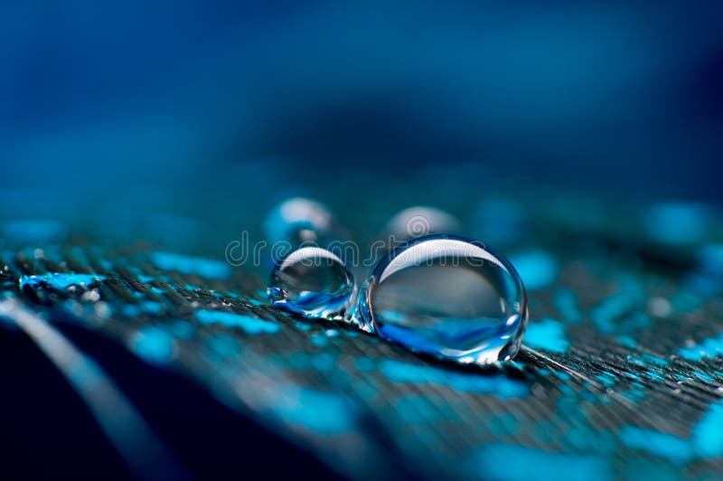 Uma imagem abstrata de penas macias da cor azul com gota de orvalho da água de dois macro, fundo natural bonito