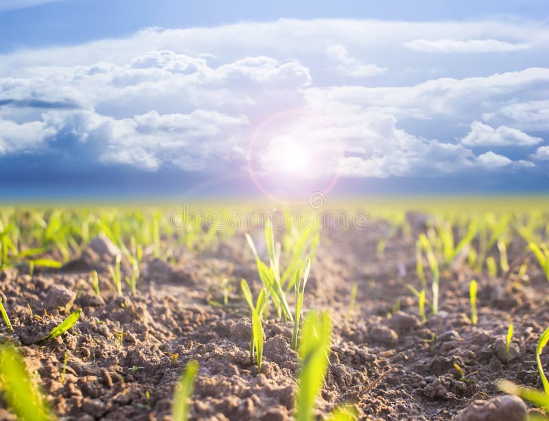 Uma imagem de planta fotos de stock royalty free