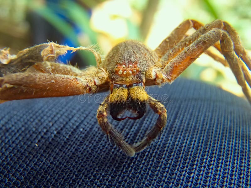 Uma imagem próxima de uma aranha malásia foto de stock royalty free