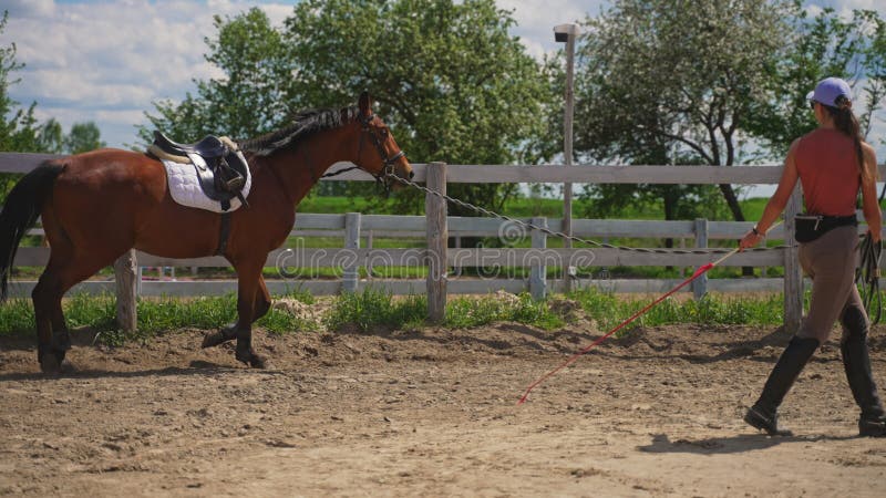 Loura-corda De Um Belo Cavalo Palomino Para a Competição De